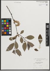 Foto von Salix phylicifolia L.